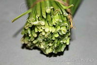 RBB0328 Allium kunthii.jpg