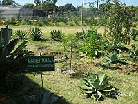 CGL4710 Agave potatorum.jpg