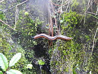 MCS054 Pallifera sp..jpg