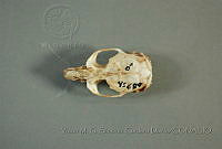 VMS-CD0328 Microtus mexicanus.JPG
