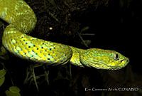 ECA0108 Bothriechis bicolor.jpg