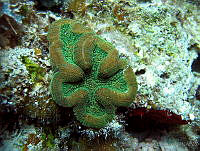 HBB0333 Mycetophyllia lamarckiana.jpg