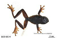 ME006 herp SCLC 0017 Smilisca cyanosticta - (H.M. Smith, 1953).jpg