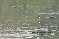 HJ6- 0928- Himantopus mexicanus, Limosa fedoa.jpg