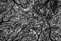 IAA03 San Pedro Tlaquepaque, Jalisco.jpg
