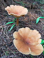 JCDJC 0012 Infundibulicybe gibba.jpg