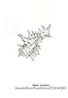 MARL0456 Murex brevifrons.jpg