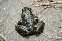 RCF0030 Lithobates pustulosus.jpg
