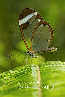 MN6PG0518 Greta morgane.jpg