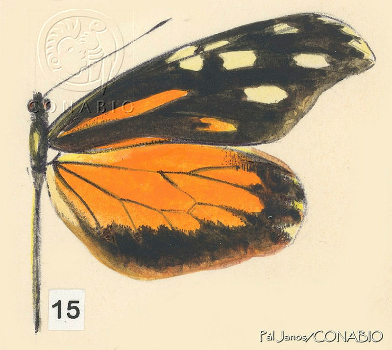 PJ0193%20Dismorphia%20eunoe%20eunoe.jpg.qyeZoYH1MZ0JAS1hQA3g0JtbmFja29CbnFuZ3NAbXJ6LGtwZwA.1e3x9KAaW6