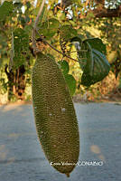 ME010 KV 00549 Amphilophium crucigerum (L.) L.G. Lohmann, 2008.JPG