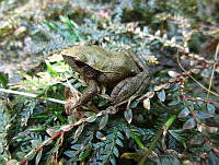 OHO015 Craugastor lineatus.jpg