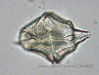JSP138 Gonyaulax polygramma.JPG