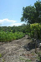 SG019 0228 Zea mays.jpg