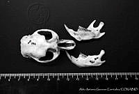 AAGC0144 Ondatra zibethicus.jpg