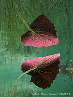 HBB001 Nymphaea sp..jpg