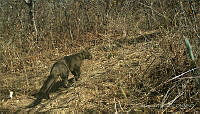 MH01 Puma yagouaroundi.jpg