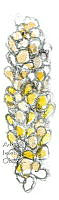 AIO 106 Zea mays.jpg