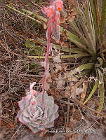 IRR 0375 Echeveria.jpg