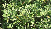 UM002 S0009 Laguncularia racemosa.jpg