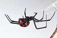 MASM06974 Latrodectus mactans.jpg