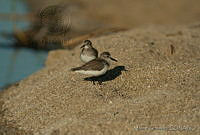 MGaves 1416 Calidris mauri.jpg