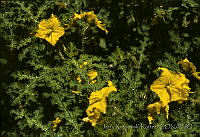 1094 Solanum rostratum.jpg