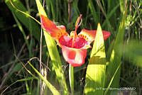 proy JF091 0477 Tigridia pavonia.JPG