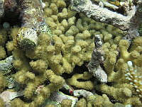 HPE149 Madracis auretenra.jpg