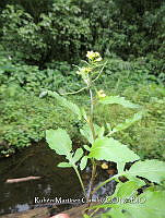 JF092 1249 Brassica juncea.jpg