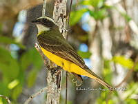 RSA0100 Myiozetetes similis.jpg