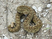 ACA02 Crotalus scutulatus.jpg