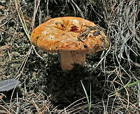 EPS0001 Hypomyces lactifluorum.JPG