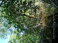 LRGA011 Rhizophora mangle.jpg