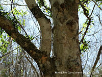 MEGA 0812 Guaiacum coulteri.JPG