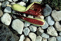 DK0943 Zea mays.jpg