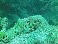 JAJ0492 Geodia neptuni.jpg