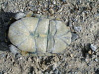 JBL0005 Terrapene coahuila.jpg