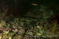 IDG0199 Zapteryx exasperata.jpg