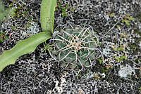 ZAPF0536 Mammillaria magnimamma.jpg