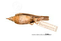 ME006 Aves 0674 Catharus fuscescens.jpg