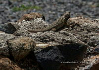 CGL5281 Sceloporus.jpg