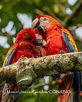 MN6F0245 Ara macao.jpg