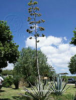 AJGM0003 Agave americana var. oaxacensis.JPG