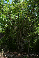 MDLLPG0158 Urera pacifica.jpg