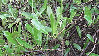 UM002 S0028 Laguncularia racemosa.jpg