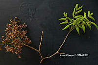 ME010 KV 00905 Astronium graveolens Jacq., 1760_.JPG