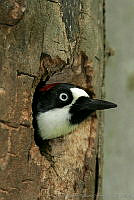 CNS0590 Melanerpes formicivorus.jpg