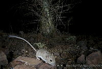 MASM00977 Chaetodipus sp..jpg