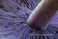 MN6PG0129 Paisaje radial agarical.jpg